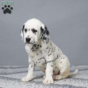 Logan, Dalmatian Puppy